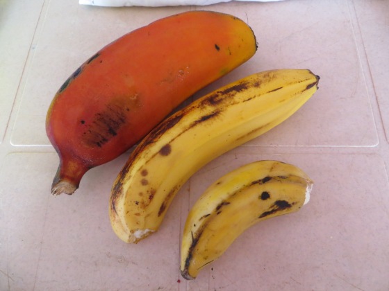 Bananas all day errday. Breakfast, snack, lunch, whatever. They come big, small, red, green, sweet and sweeter. Banana diversity is live and well here in Uganda. God bless Bananas. 